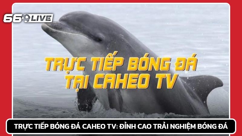 Trực tiếp bóng đá Caheo TV: Đỉnh cao trải nghiệm bóng đá